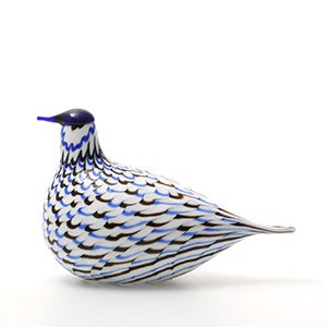 Birds Blue Charadrius 0068