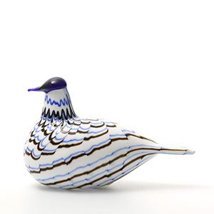 Birds Blue Charadrius 0069