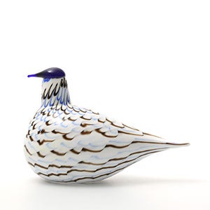 Birds Blue Charadrius 0071