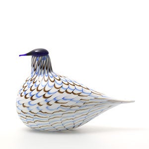 Birds Blue Charadrius 0072