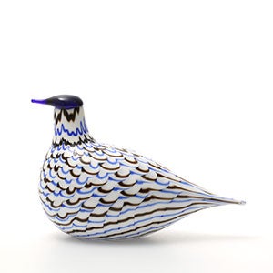 Birds Blue Charadrius 0074