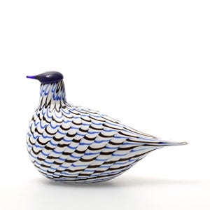 Birds Blue Charadrius 0075