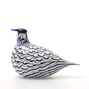 Birds Blue Charadrius 0076