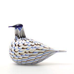 Birds Blue Charadrius 0077