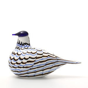 Birds Blue Charadrius 0078