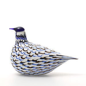 Birds Blue Charadrius 0079