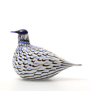 Birds Blue Charadrius 0080