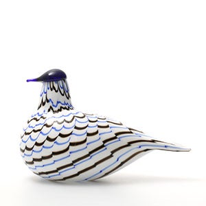 Birds Blue Charadrius 0083