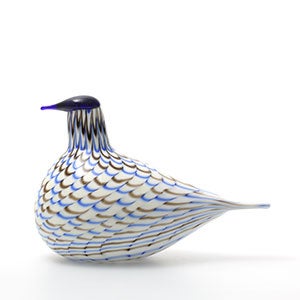 Birds Blue Charadrius 0086