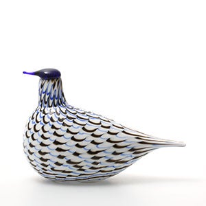 Birds Blue Charadrius 0091