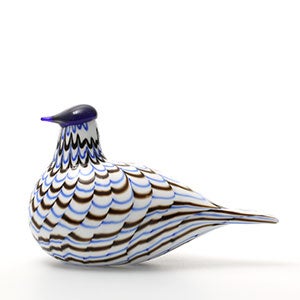 Birds Blue Charadrius 0094