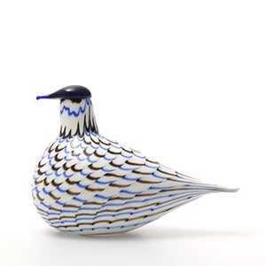 Birds Blue Charadrius 0095