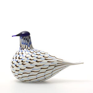 Birds Blue Charadrius 0101