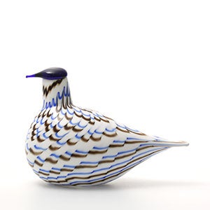 Birds Blue Charadrius 0105