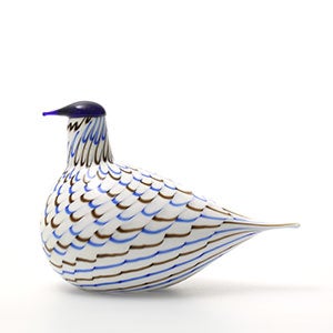 Birds Blue Charadrius 0108