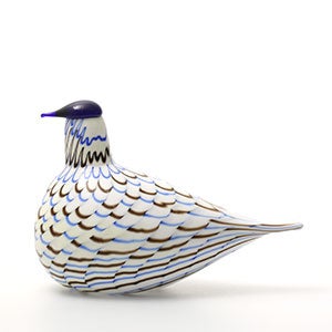 Birds Blue Charadrius 0109