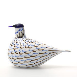 Birds Blue Charadrius 0112