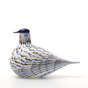 Birds Blue Charadrius 0113