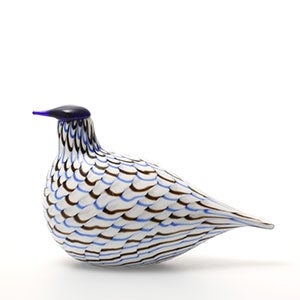 Birds Blue Charadrius 0116