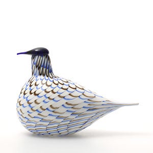 Birds Blue Charadrius 0117