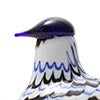 Birds Blue Charadrius 0017
