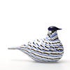 Birds Blue Charadrius 0013