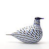 Birds Blue Charadrius 0015