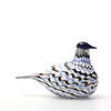 Birds Blue Charadrius 0017