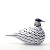 Birds Blue Charadrius 0019