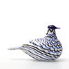 Birds Blue Charadrius 0025