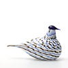 Birds Blue Charadrius 0026