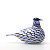 Birds Blue Charadrius 0028