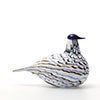 Birds Blue Charadrius 0039