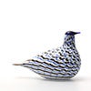 Birds Blue Charadrius 0041