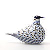 Birds Blue Charadrius 0042
