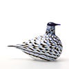 Birds Blue Charadrius 0043