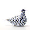Birds Blue Charadrius 0049