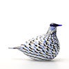 Birds Blue Charadrius 0061