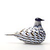 Birds Blue Charadrius 0078