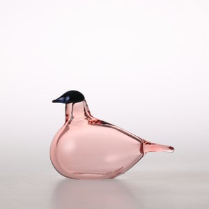 Birds Chiffchaff サーモンピンク 0058