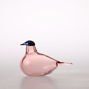 Birds Chiffchaff サーモンピンク 0061