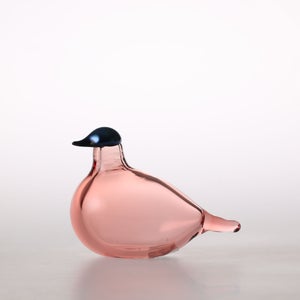 Birds Chiffchaff サーモンピンク 0067