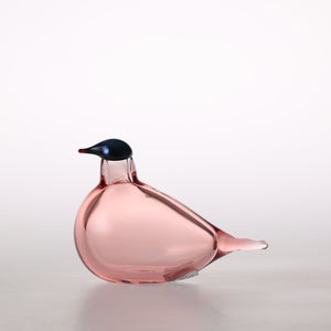 Birds Chiffchaff サーモンピンク 0081