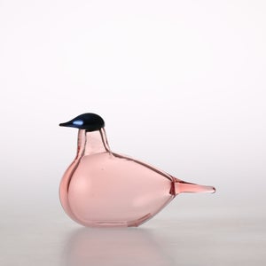 Birds Chiffchaff サーモンピンク 0087