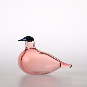 Birds Chiffchaff サーモンピンク 0094