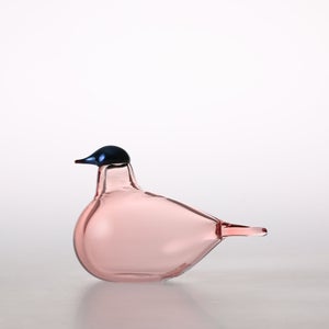 Birds Chiffchaff サーモンピンク 0097