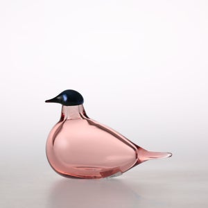 Birds Chiffchaff サーモンピンク 0098