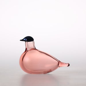 Birds Chiffchaff サーモンピンク 0101