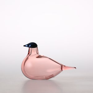 Birds Chiffchaff サーモンピンク 0102