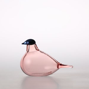 Birds Chiffchaff サーモンピンク 0103